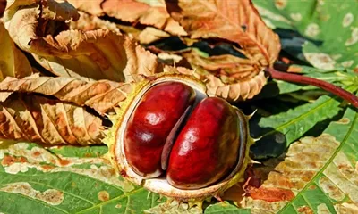 Kas yra arklių kaštonų ekstraktas?