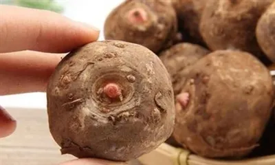 Kam tinka Konjac šaknų ekstraktas?